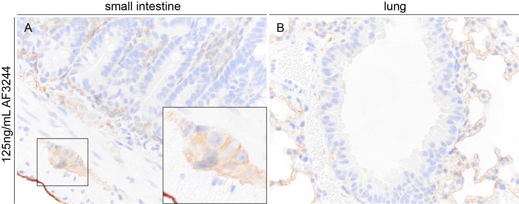 Mouse Podoplanin Antibody AF3244